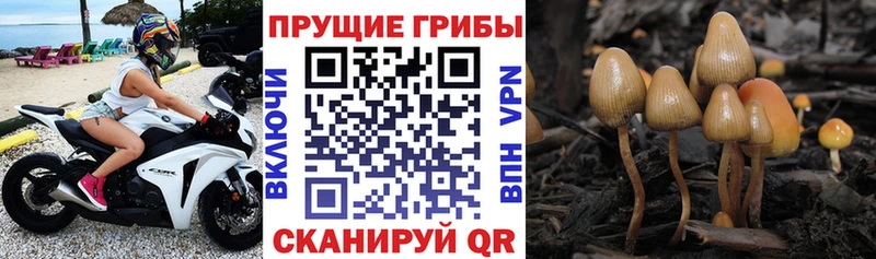 купить  цена  Пыть-Ях  Галлюциногенные грибы прущие грибы 